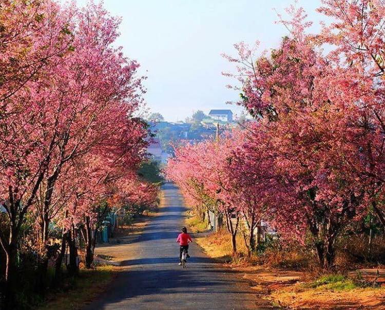 Mùa hoa Mai Anh Đào